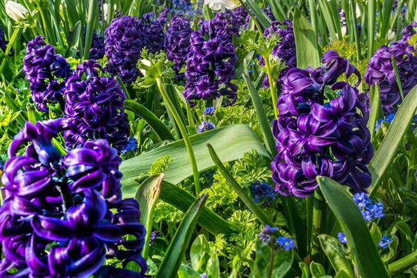 紫色风信子的花语，寓意悲伤、嫉妒等