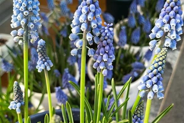 紫色风信子的花语，寓意悲伤、嫉妒等