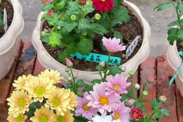 如何养菊花,每隔2-3天给植株浇水一次