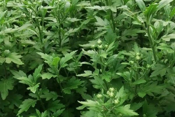 如何养菊花,每隔2-3天给植株浇水一次