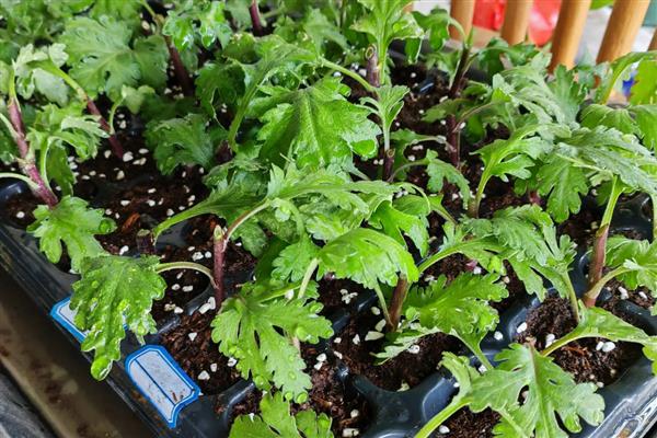 如何养菊花,每隔2-3天给植株浇水一次