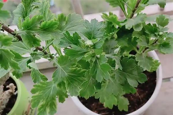 如何养菊花,每隔2-3天给植株浇水一次