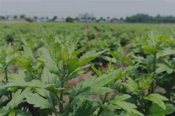 如何养菊花,每隔2-3天给植株浇水一次