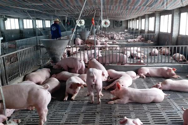 冬季怎么给猪舍保温,增加养殖密度可提高温度