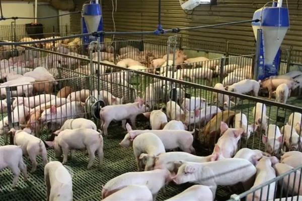 冬季怎么给猪舍保温,增加养殖密度可提高温度