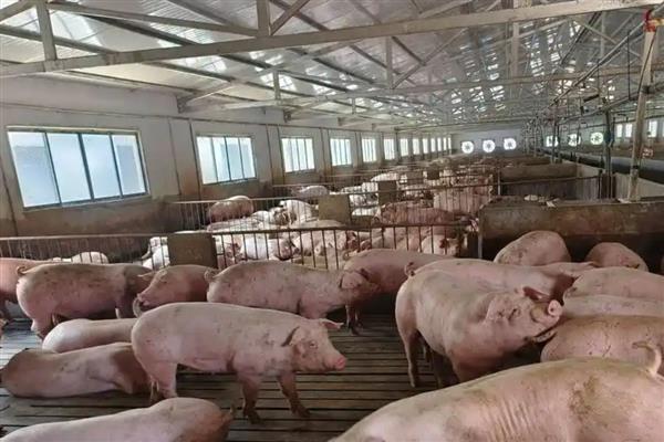 冬季怎么给猪舍保温,增加养殖密度可提高温度