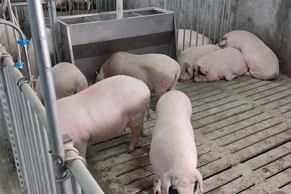 冬季怎么给猪舍保温,增加养殖密度可提高温度