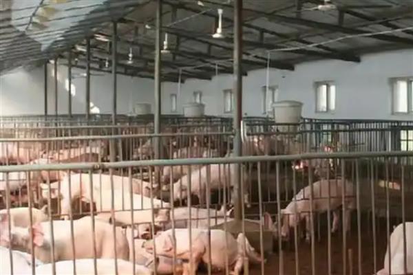 冬季怎么给猪舍保温,增加养殖密度可提高温度