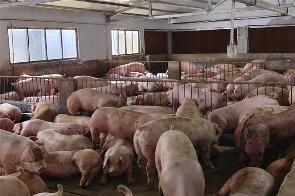 冬季怎么给猪舍保温,增加养殖密度可提高温度