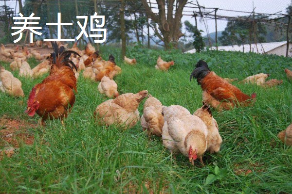 新手养什么挣钱，推荐养土鸡、兔子等