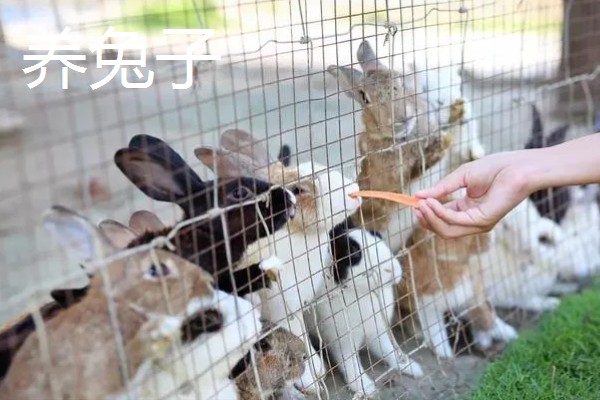 新手养什么挣钱，推荐养土鸡、兔子等