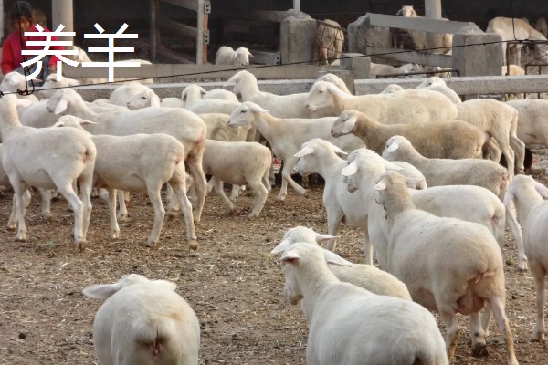 新手养什么挣钱，推荐养土鸡、兔子等