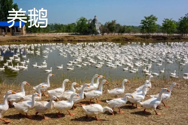 新手养什么挣钱，推荐养土鸡、兔子等