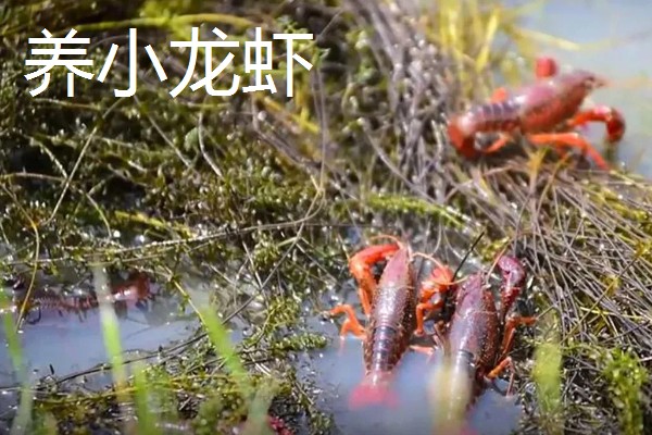 新手养什么挣钱，推荐养土鸡、兔子等