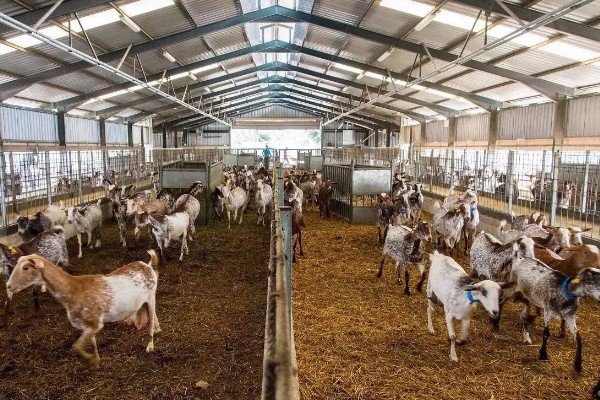 新手养什么挣钱，推荐养土鸡、兔子等