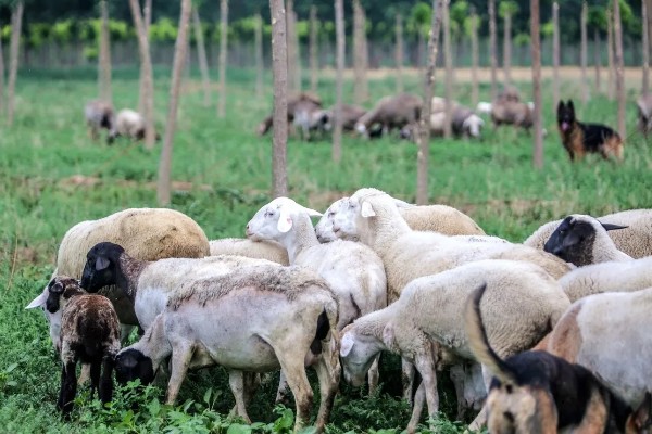 新手养什么挣钱，推荐养土鸡、兔子等