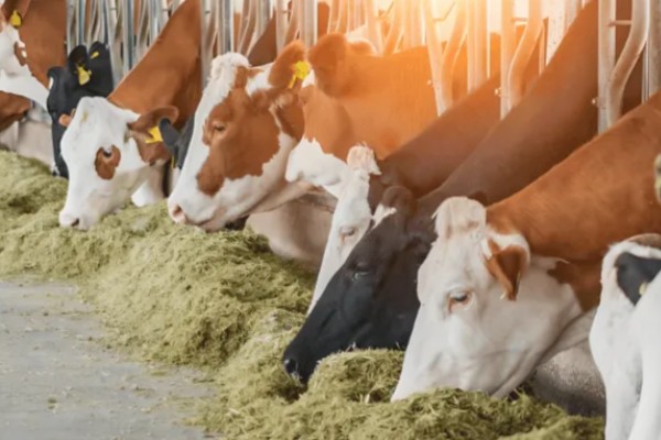 新手养什么挣钱，推荐养土鸡、兔子等