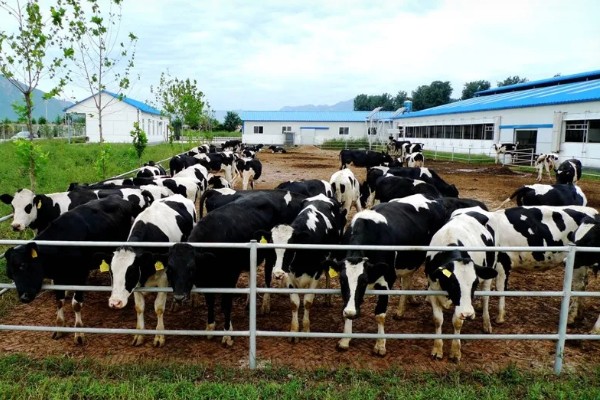 新手养什么挣钱，推荐养土鸡、兔子等