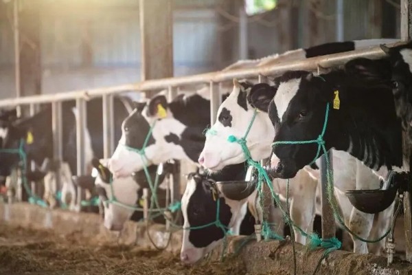 新手养什么挣钱，推荐养土鸡、兔子等