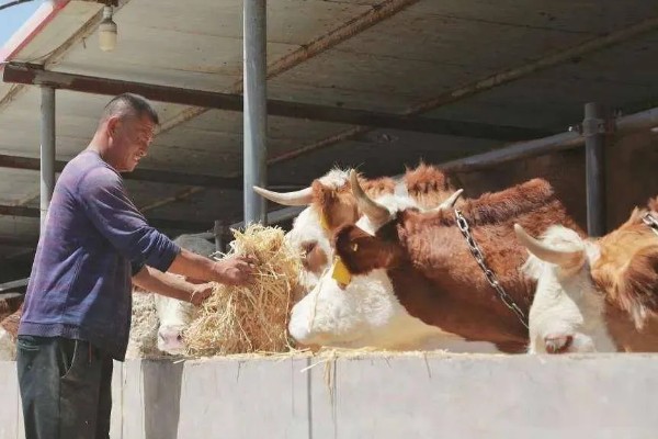新手养什么挣钱，推荐养土鸡、兔子等