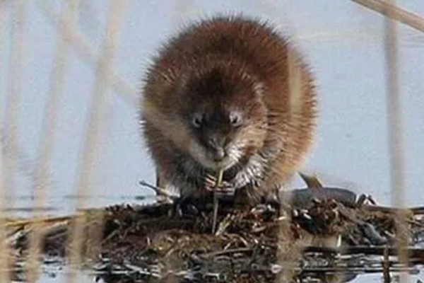 新手养什么挣钱，推荐养土鸡、兔子等