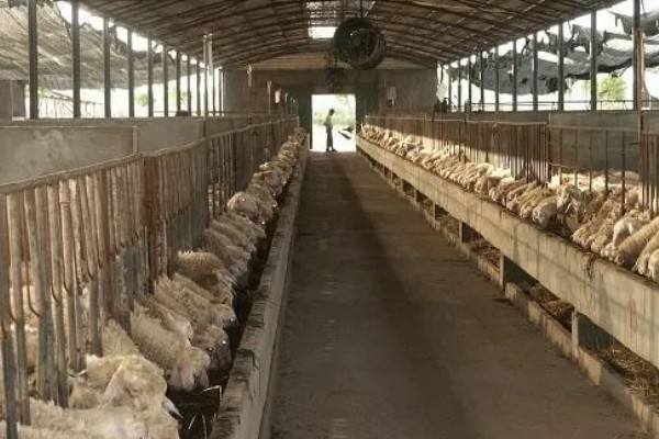 新手养什么挣钱，推荐养土鸡、兔子等