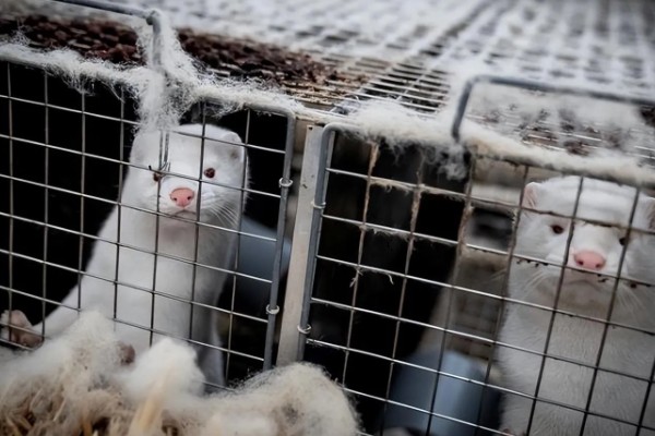 新手养什么挣钱，推荐养土鸡、兔子等