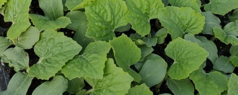 冬瓜的育苗技术，将育苗盘搬到温暖的地方养