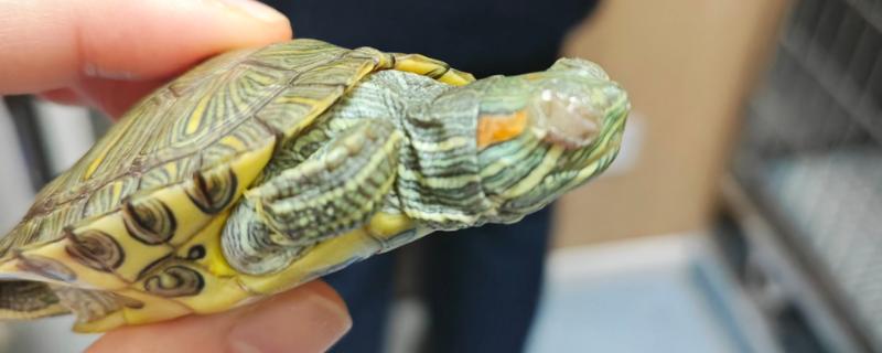 红霉素软膏可以擦乌龟眼睛吗，不可以擦