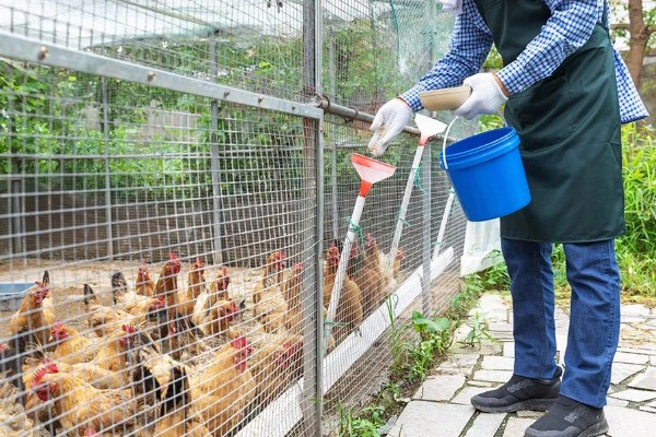 成年肉鸡的全价饲料配方,有以下2种方案