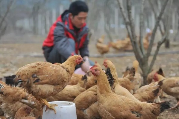 成年肉鸡的全价饲料配方,有以下2种方案
