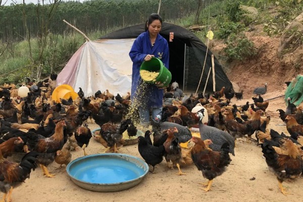 成年肉鸡的全价饲料配方,有以下2种方案
