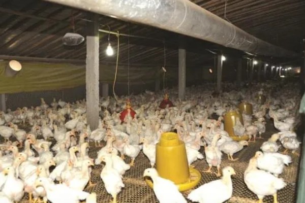 成年肉鸡的全价饲料配方,有以下2种方案