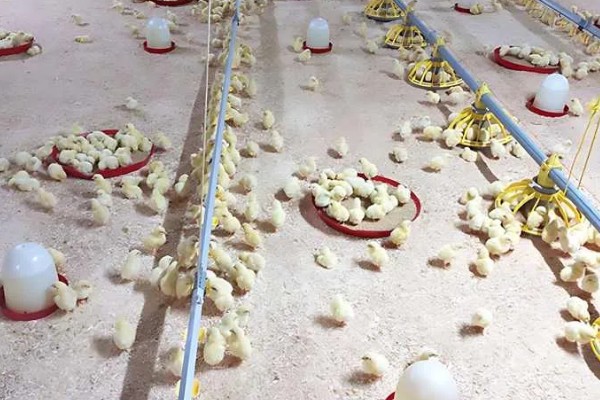 成年肉鸡的全价饲料配方,有以下2种方案