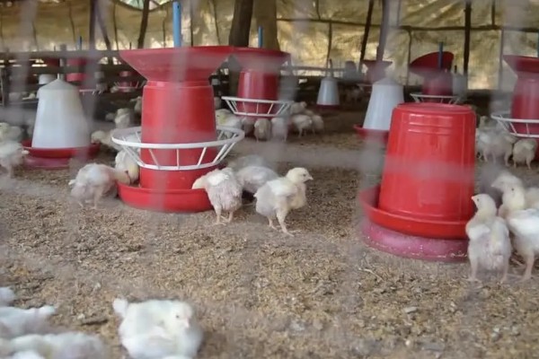 成年肉鸡的全价饲料配方,有以下2种方案