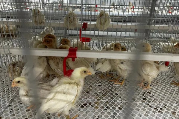 成年肉鸡的全价饲料配方,有以下2种方案