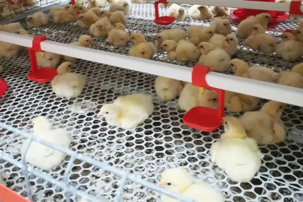 成年肉鸡的全价饲料配方,有以下2种方案