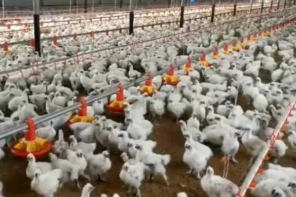 成年肉鸡的全价饲料配方,有以下2种方案