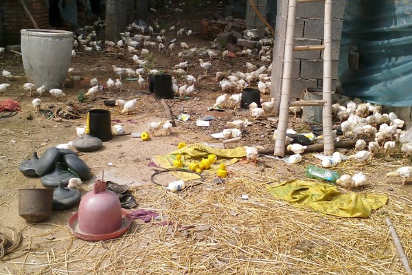 成年肉鸡的全价饲料配方,有以下2种方案