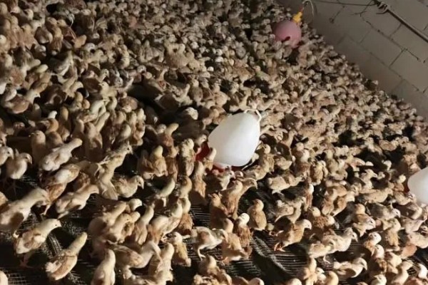 成年肉鸡的全价饲料配方,有以下2种方案