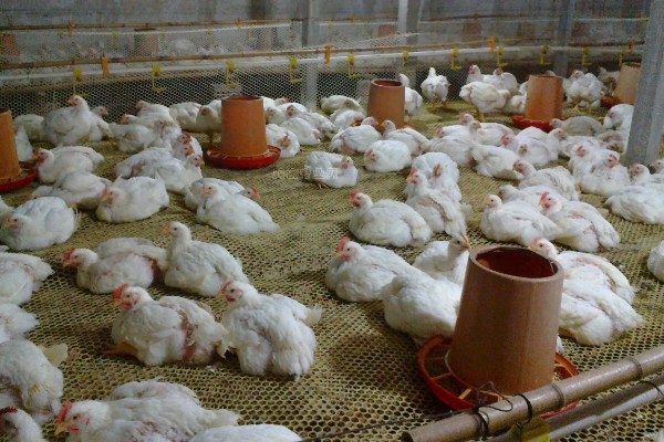 成年肉鸡的全价饲料配方,有以下2种方案