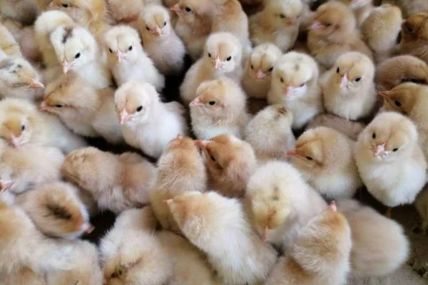 成年肉鸡的全价饲料配方,有以下2种方案