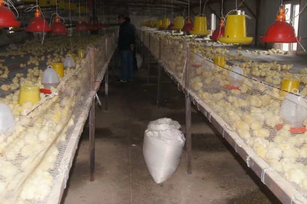 成年肉鸡的全价饲料配方,有以下2种方案