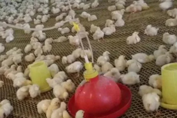 成年肉鸡的全价饲料配方,有以下2种方案