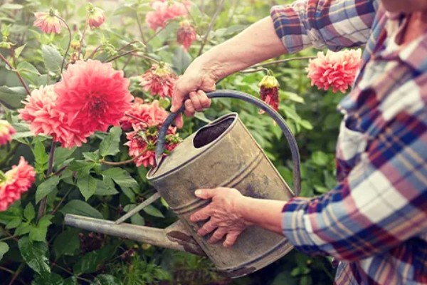 阿司匹林多久浇花一次,半个月使用一次最佳