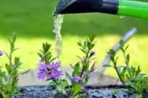 阿司匹林多久浇花一次,半个月使用一次最佳