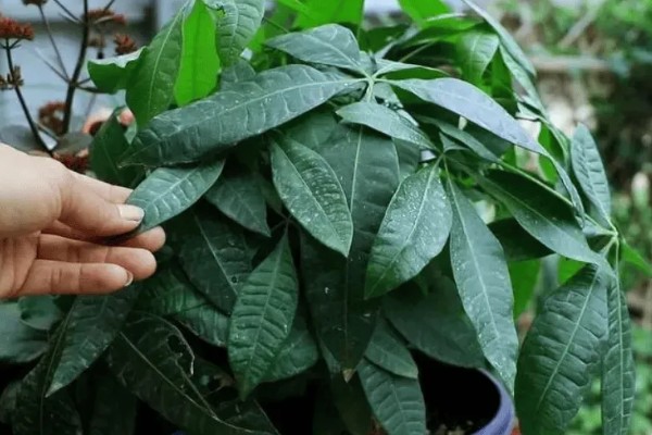 阿司匹林多久浇花一次,半个月使用一次最佳