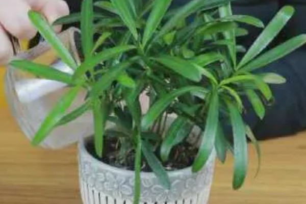 阿司匹林多久浇花一次,半个月使用一次最佳