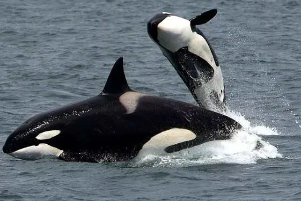 虎鲸的生殖方式,生殖方式为胎生