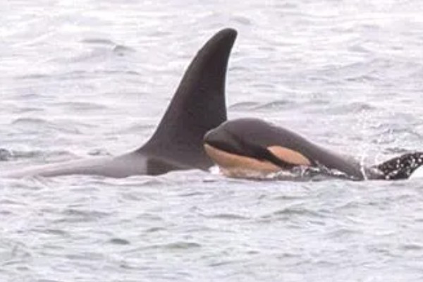 虎鲸的生殖方式,生殖方式为胎生